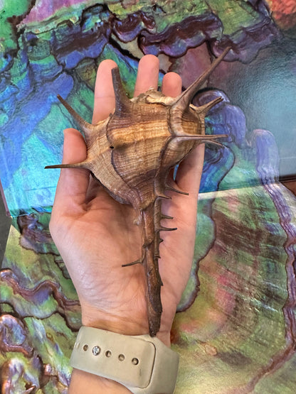 Horned Murex with Operculum – Bolinus cornutus – 5.4"