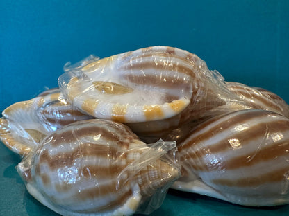 Striped Bonnet Shell with Operculum – Cassis strigatum – 2–3"