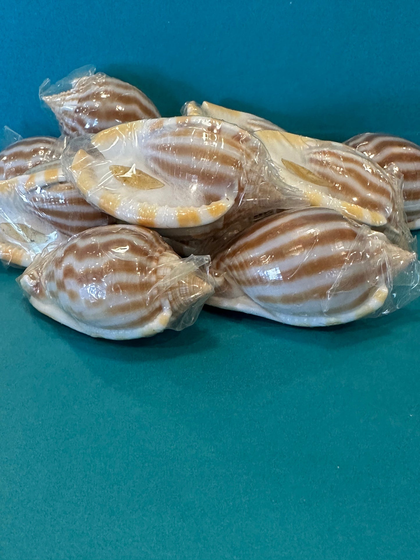 Striped Bonnet Shell with Operculum – Cassis strigatum – 2–3"