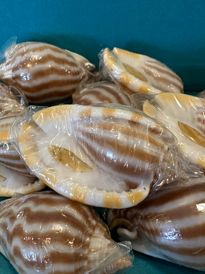 Striped Bonnet Shell with Operculum – Cassis strigatum – 2–3"