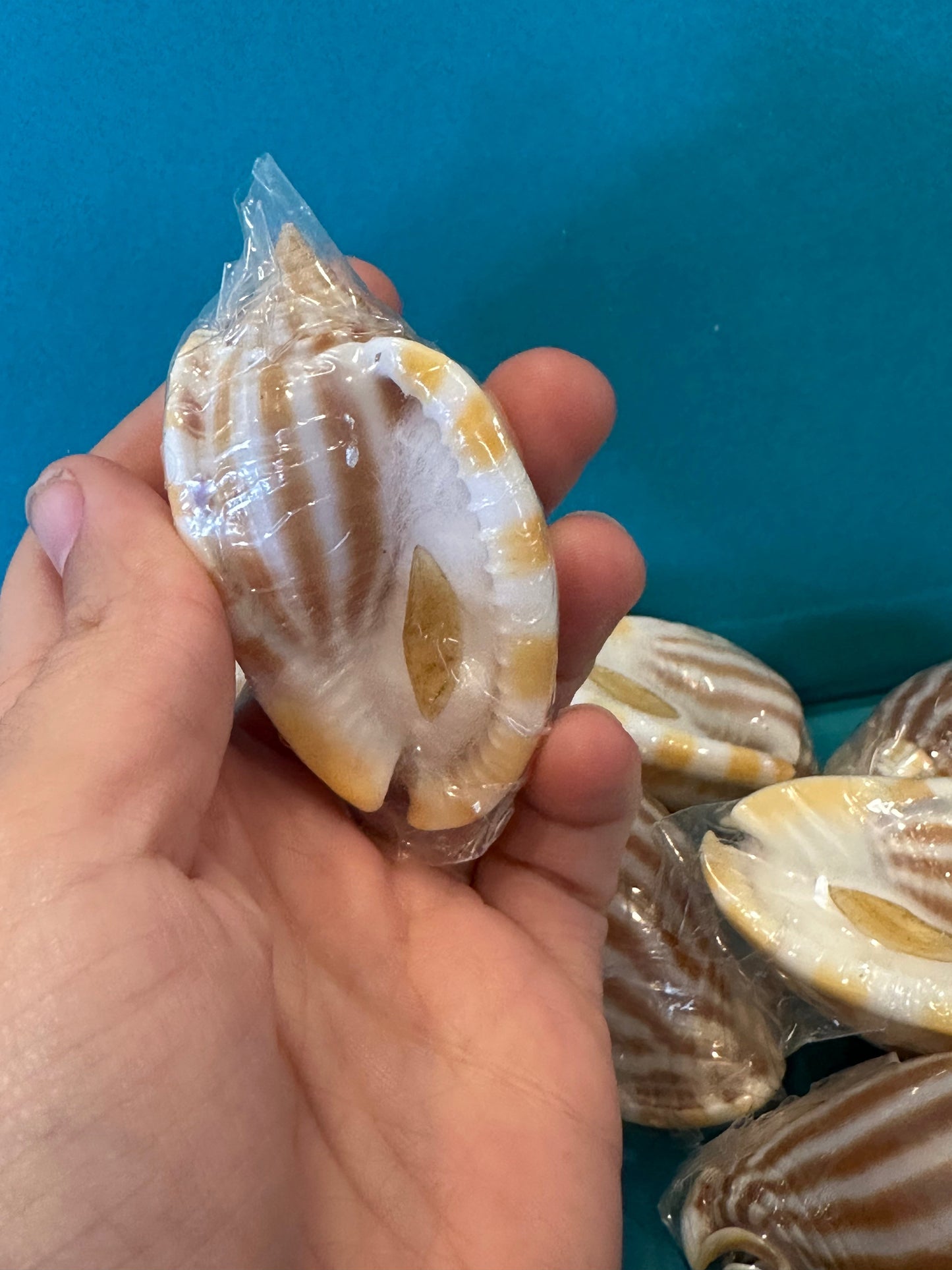 Striped Bonnet Shell with Operculum – Cassis strigatum – 2–3"