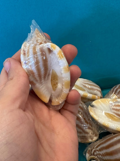 Striped Bonnet Shell with Operculum – Cassis strigatum – 2–3"