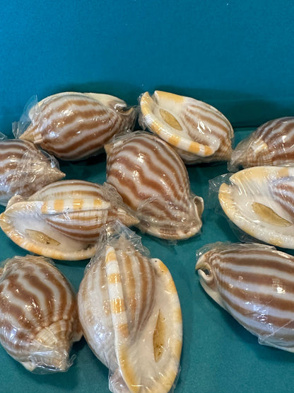 Striped Bonnet Shell with Operculum – Cassis strigatum – 2–3"