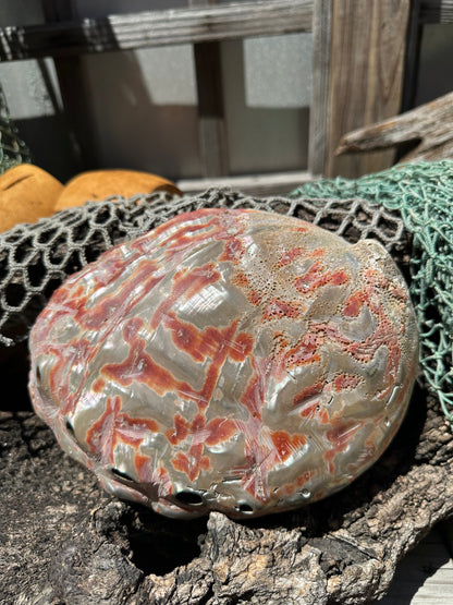Polished Red Abalone Shell – Haliotis rufescens, 8.25"