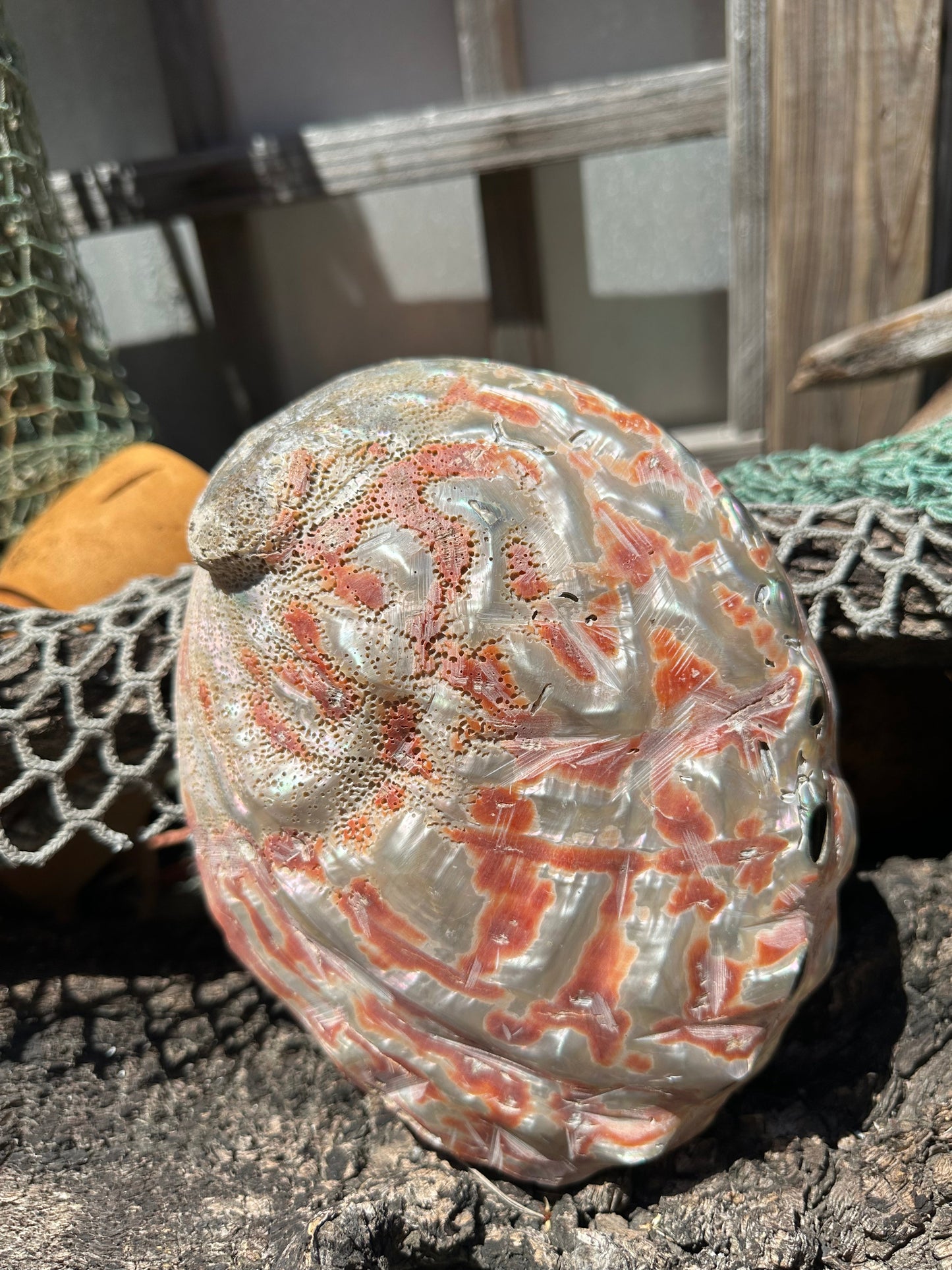 Polished Red Abalone Shell – Haliotis rufescens, 8.25"