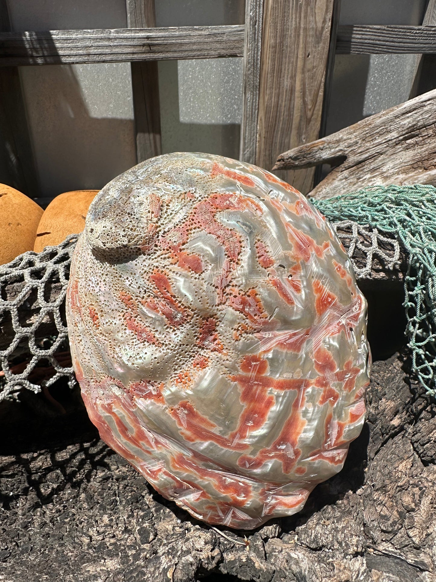 Polished Red Abalone Shell – Haliotis rufescens, 8.25"