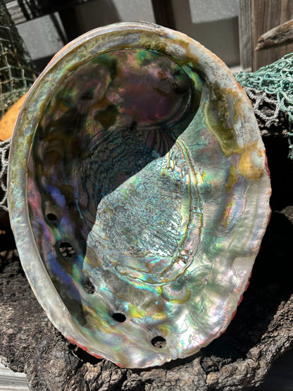 Polished Red Abalone Shell – Haliotis rufescens, 8.25"