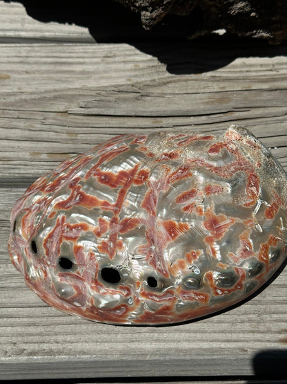 Polished Red Abalone Shell – Haliotis rufescens, 8.25"
