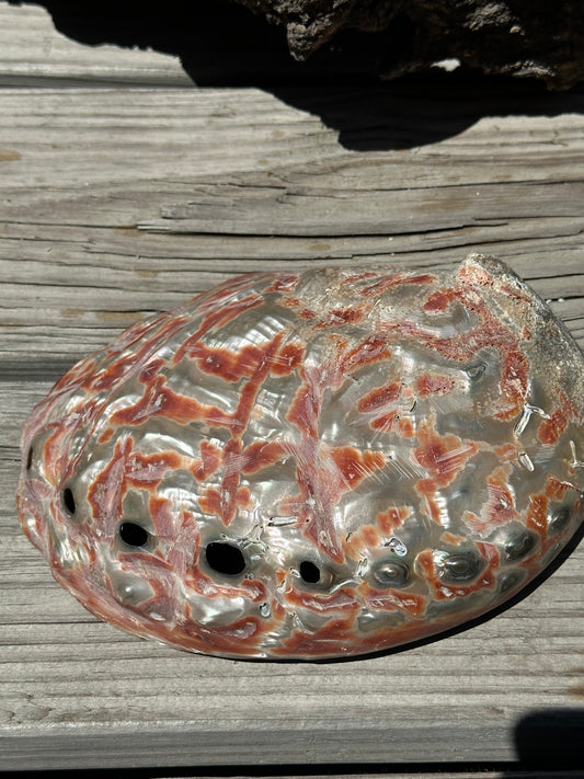 Polished Red Abalone Shell – Haliotis rufescens, 8.25"