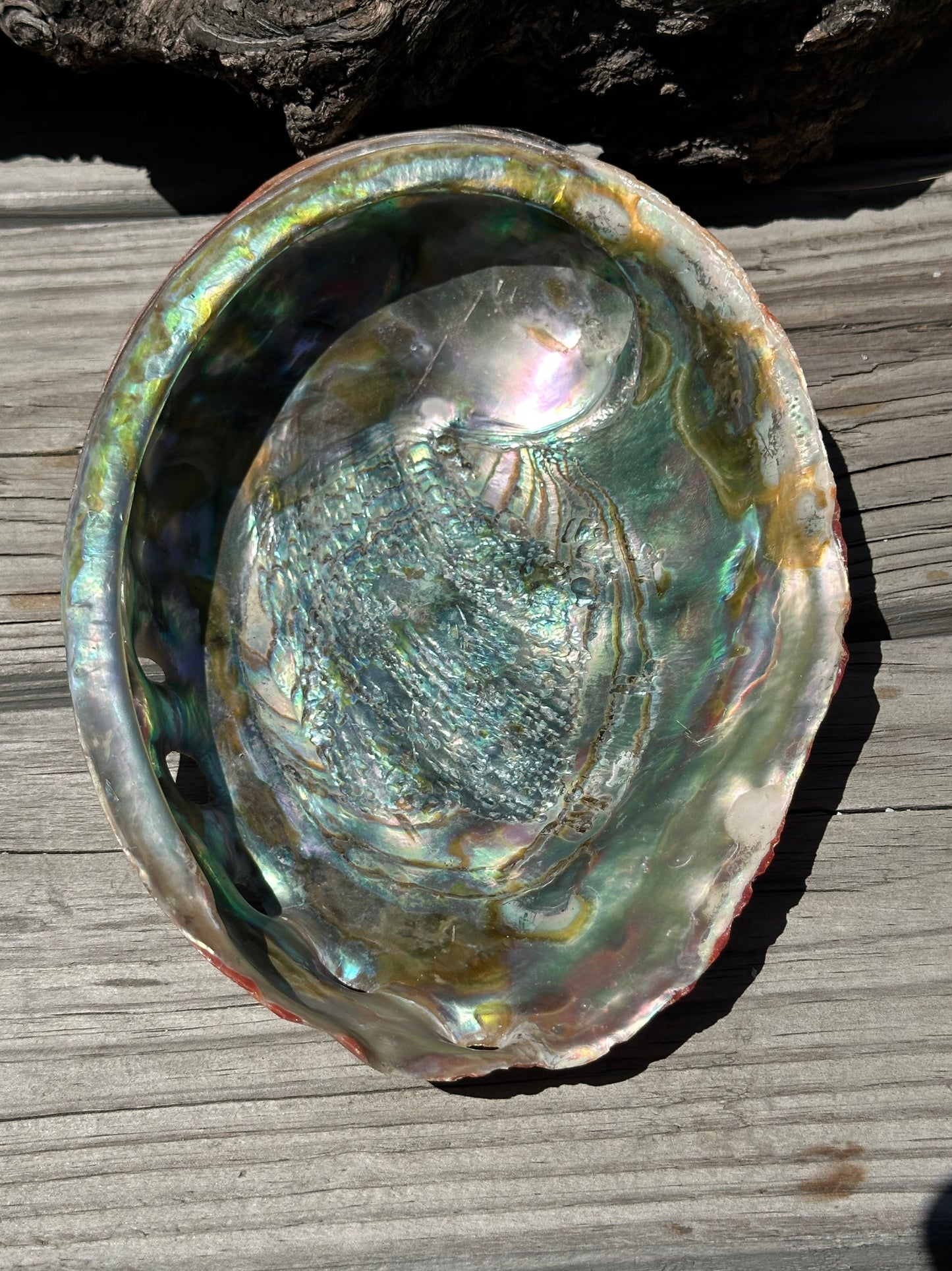 Polished Red Abalone Shell – Haliotis rufescens, 8.25"