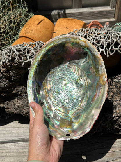 Polished Red Abalone Shell – Haliotis rufescens, 8.25"