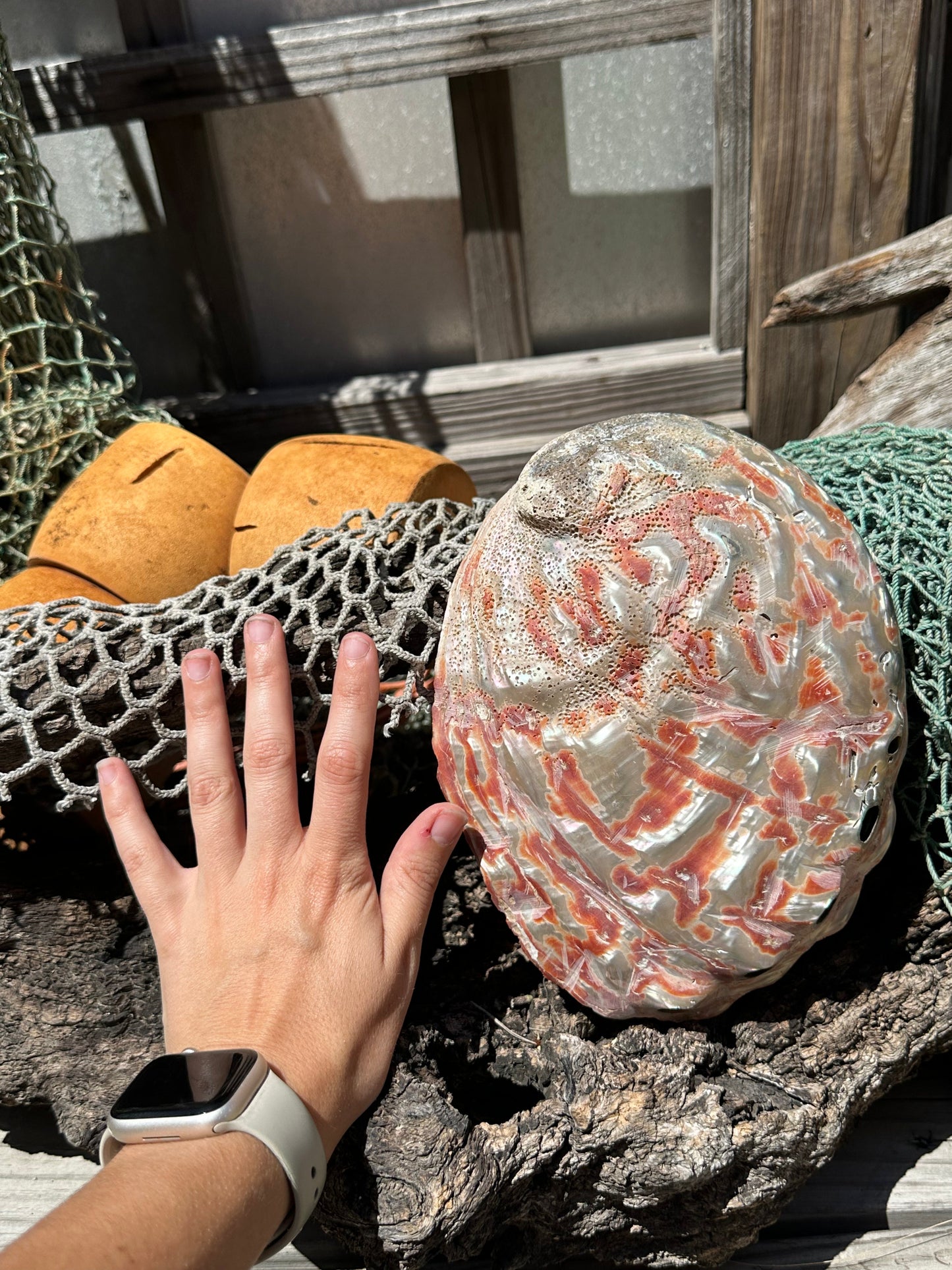 Polished Red Abalone Shell – Haliotis rufescens, 8.25"