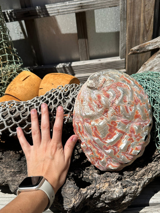 Polished Red Abalone Shell – Haliotis rufescens, 8.25"