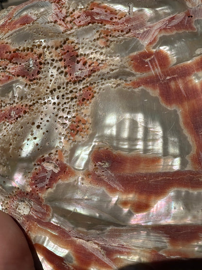Polished Red Abalone Shell – Haliotis rufescens, 8.25"
