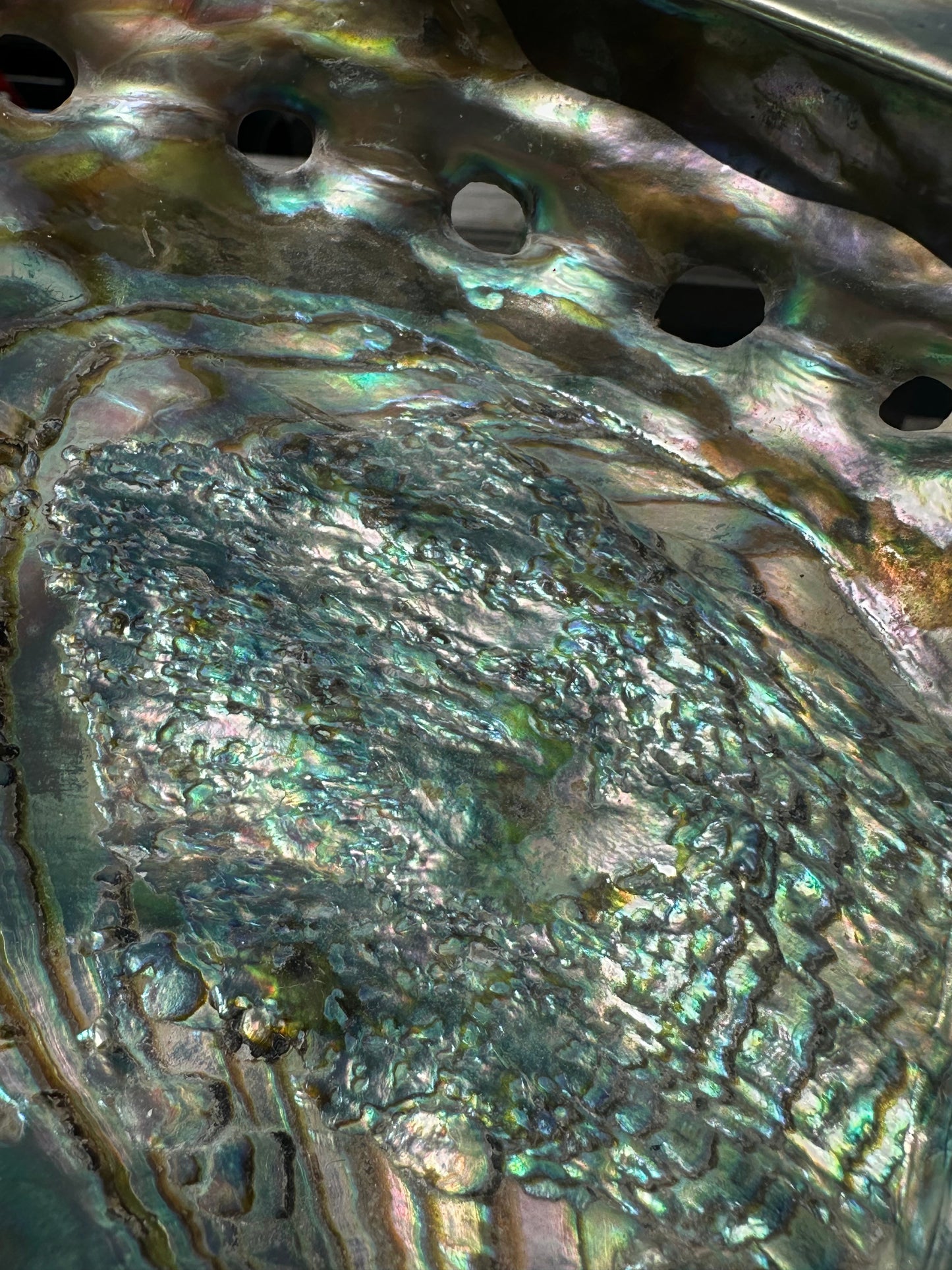 Polished Red Abalone Shell – Haliotis rufescens, 8.25"