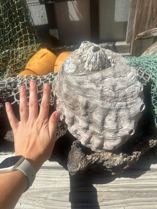 Raw Pink Abalone Shell with Barnacle Growth– Haliotis corrugata, 9"