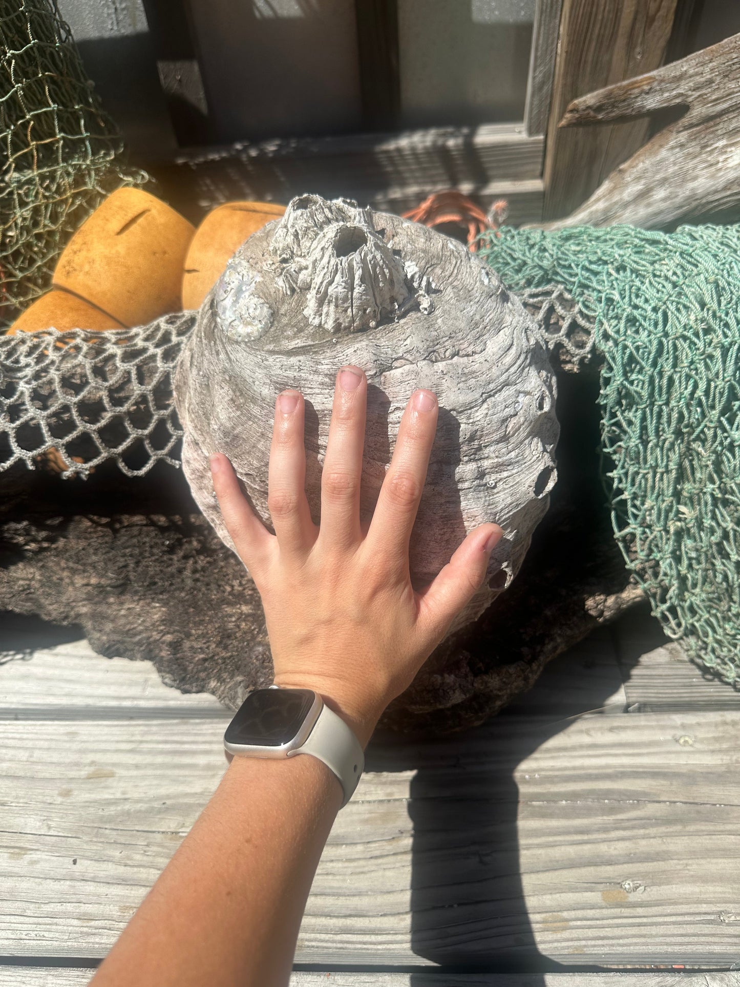 Raw Pink Abalone Shell with Barnacle Growth– Haliotis corrugata, 9"