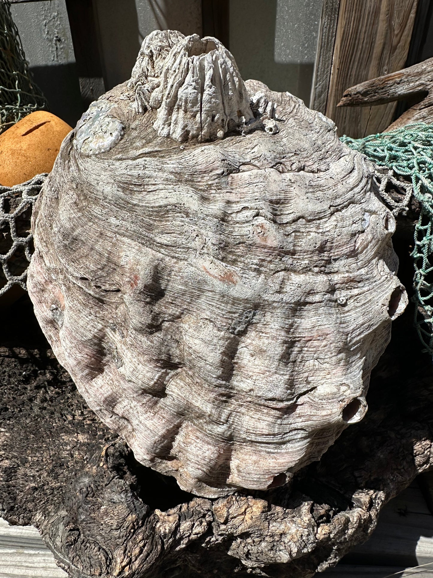 Raw Pink Abalone Shell with Barnacle Growth– Haliotis corrugata, 9"