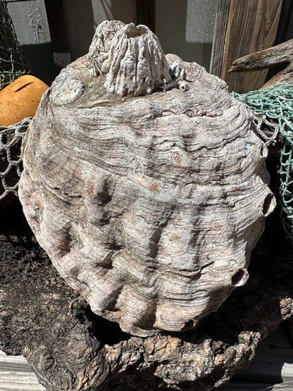 Raw Pink Abalone Shell with Barnacle Growth– Haliotis corrugata, 9"