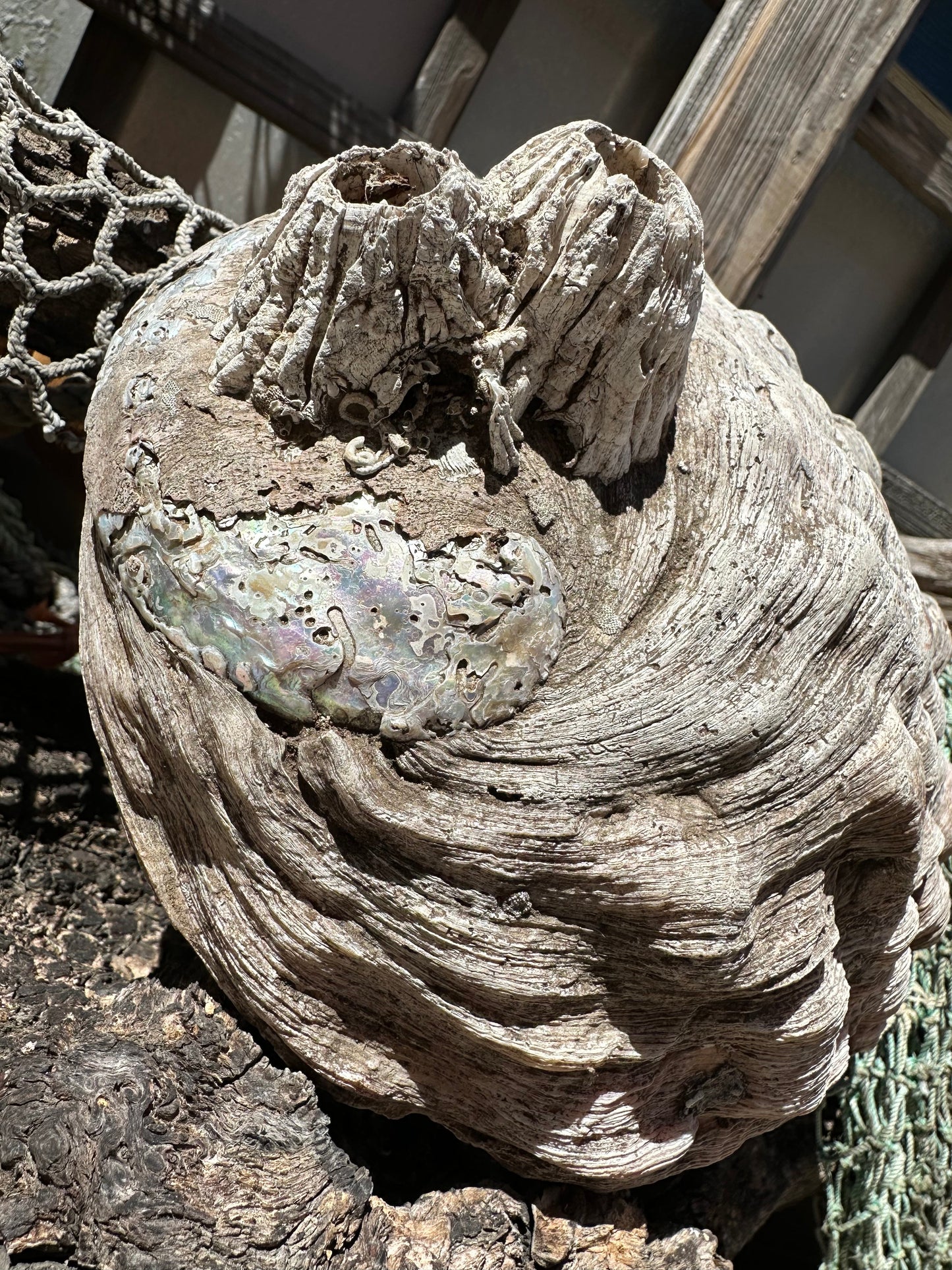 Raw Pink Abalone Shell with Barnacle Growth– Haliotis corrugata, 9"