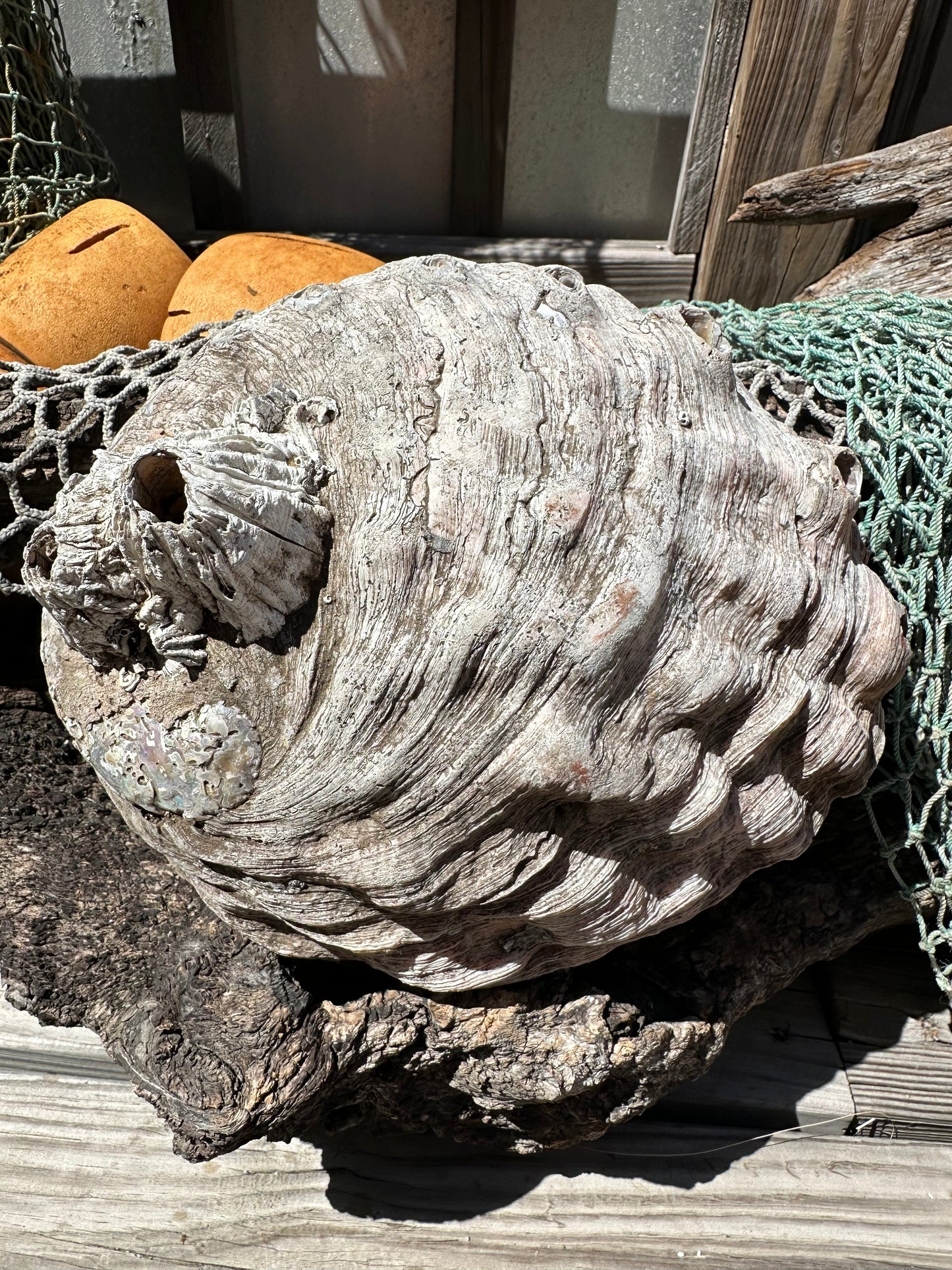 Raw Pink Abalone Shell with Barnacle Growth– Haliotis corrugata, 9"