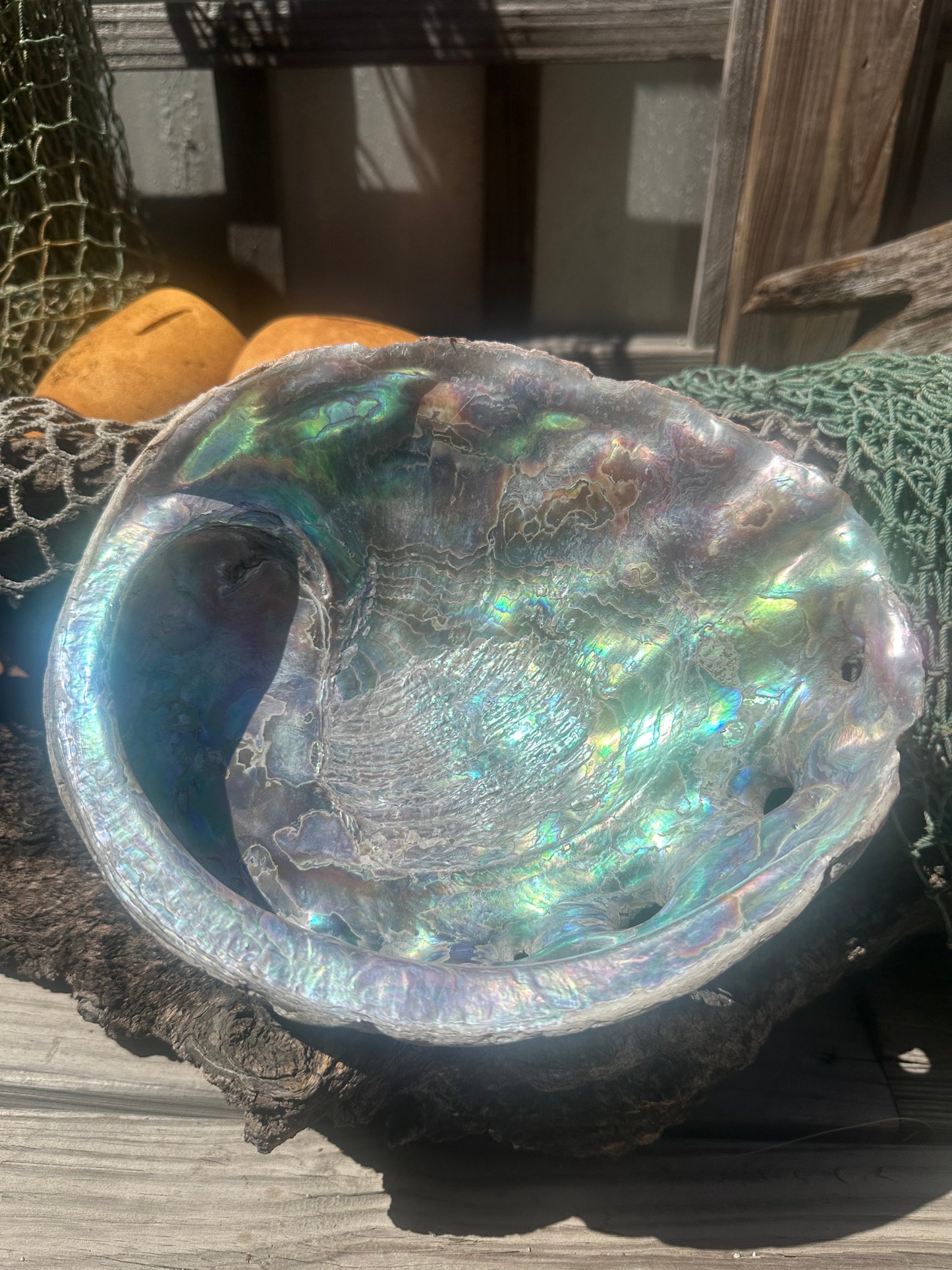 Raw Pink Abalone Shell with Barnacle Growth– Haliotis corrugata, 9"