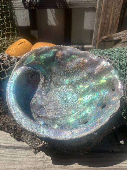 Raw Pink Abalone Shell with Barnacle Growth– Haliotis corrugata, 9"