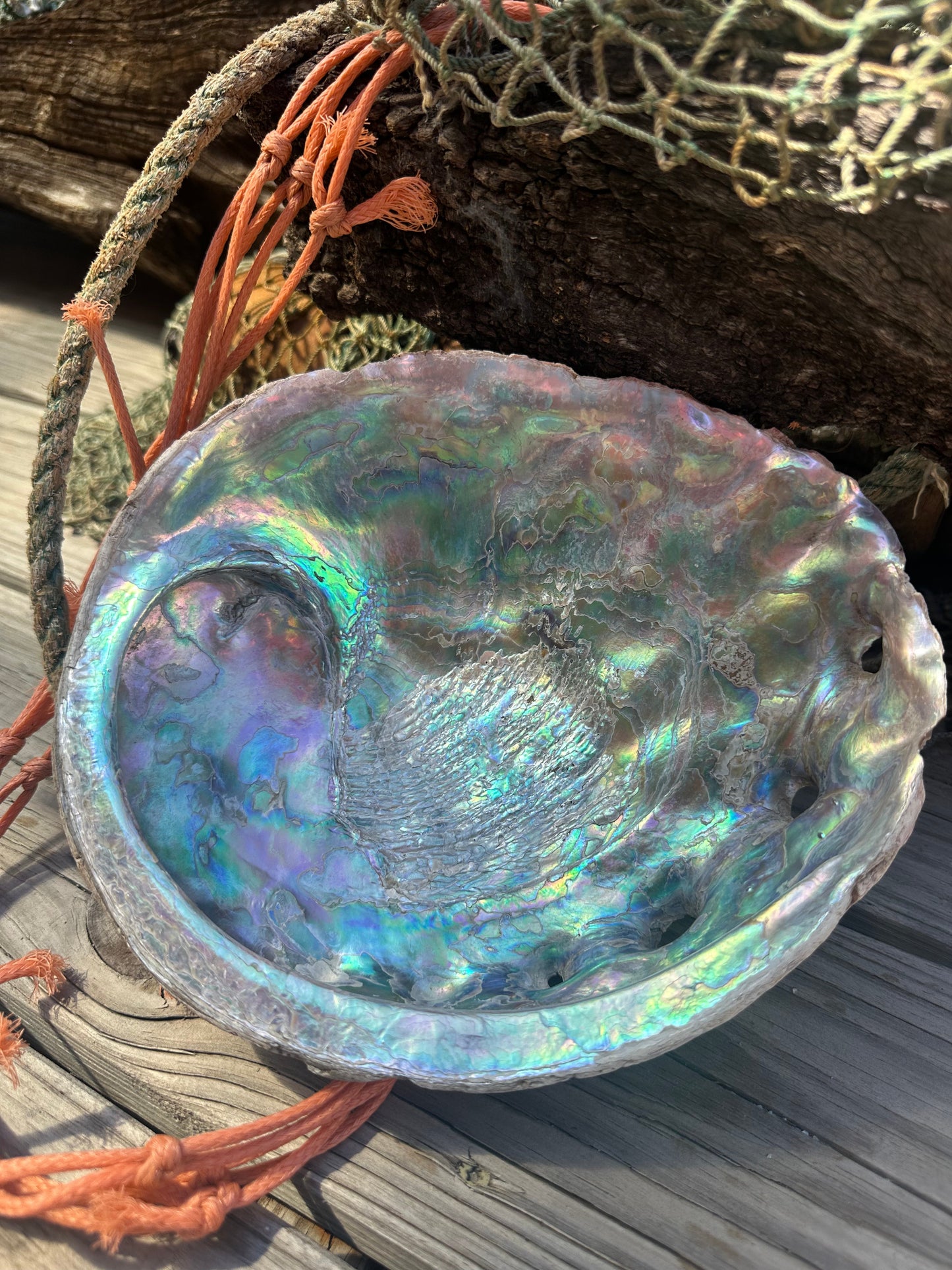 Raw Pink Abalone Shell with Barnacle Growth– Haliotis corrugata, 9"