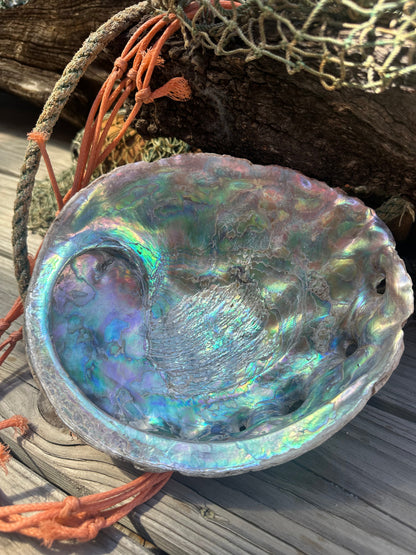Raw Pink Abalone Shell with Barnacle Growth– Haliotis corrugata, 9"