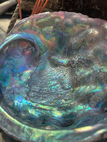 Raw Pink Abalone Shell with Barnacle Growth– Haliotis corrugata, 9"