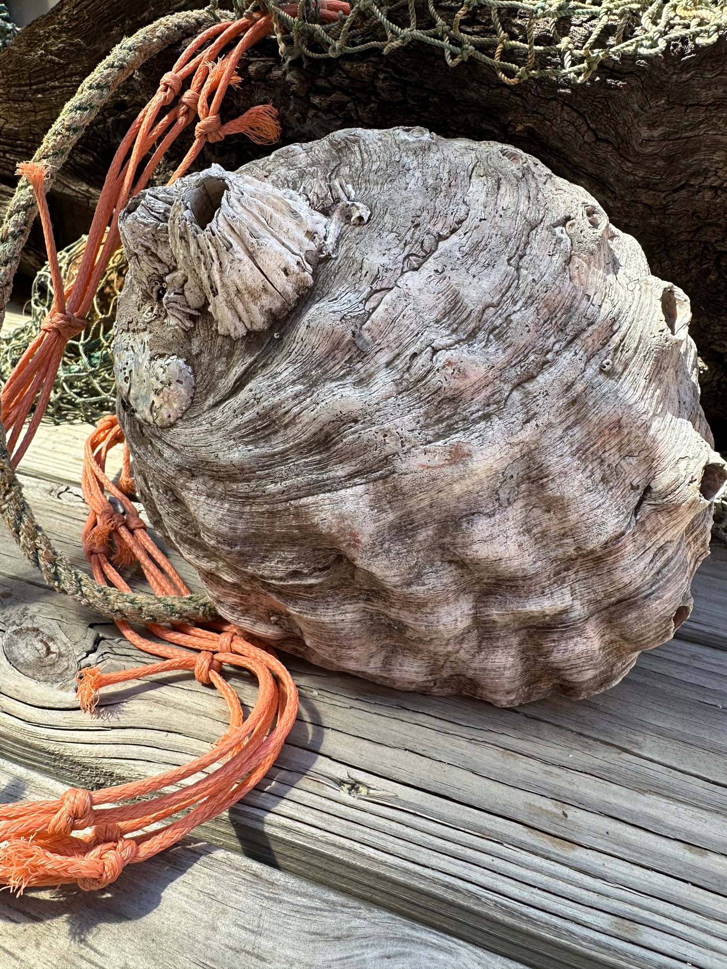 Raw Pink Abalone Shell with Barnacle Growth– Haliotis corrugata, 9"