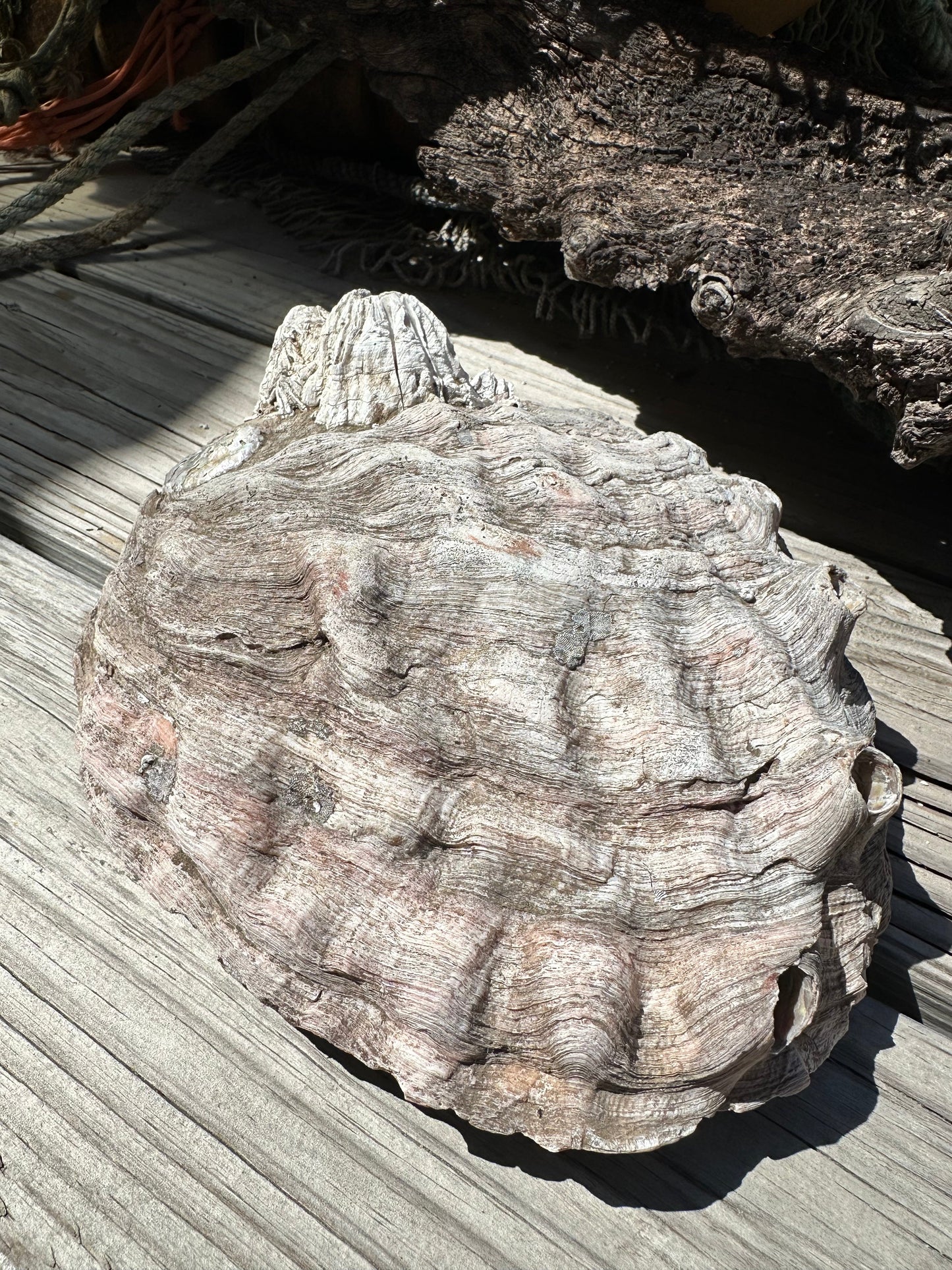 Raw Pink Abalone Shell with Barnacle Growth– Haliotis corrugata, 9"