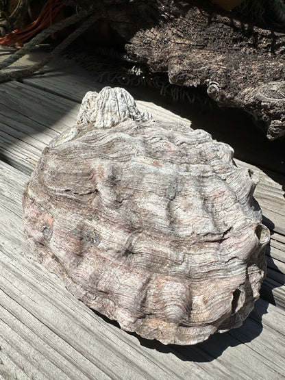 Raw Pink Abalone Shell with Barnacle Growth– Haliotis corrugata, 9"