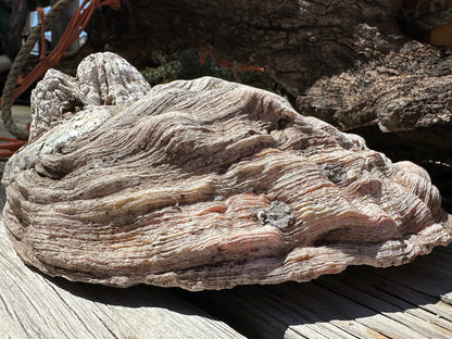 Raw Pink Abalone Shell with Barnacle Growth– Haliotis corrugata, 9"
