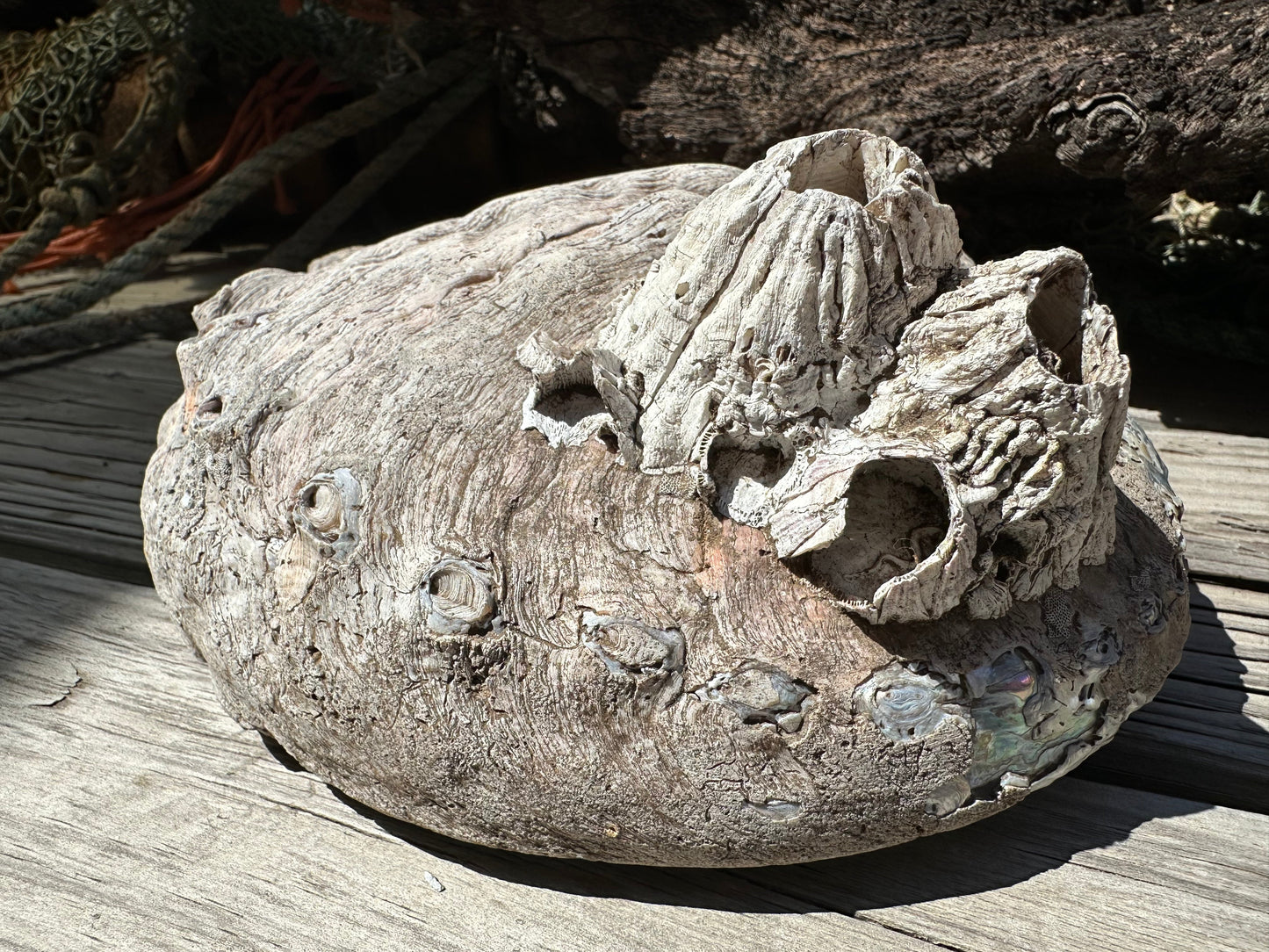 Raw Pink Abalone Shell with Barnacle Growth– Haliotis corrugata, 9"