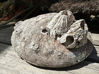 Raw Pink Abalone Shell with Barnacle Growth– Haliotis corrugata, 9"