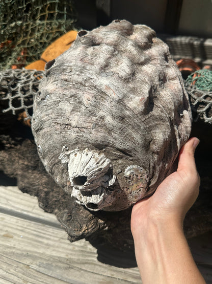 Raw Pink Abalone Shell with Barnacle Growth– Haliotis corrugata, 9"