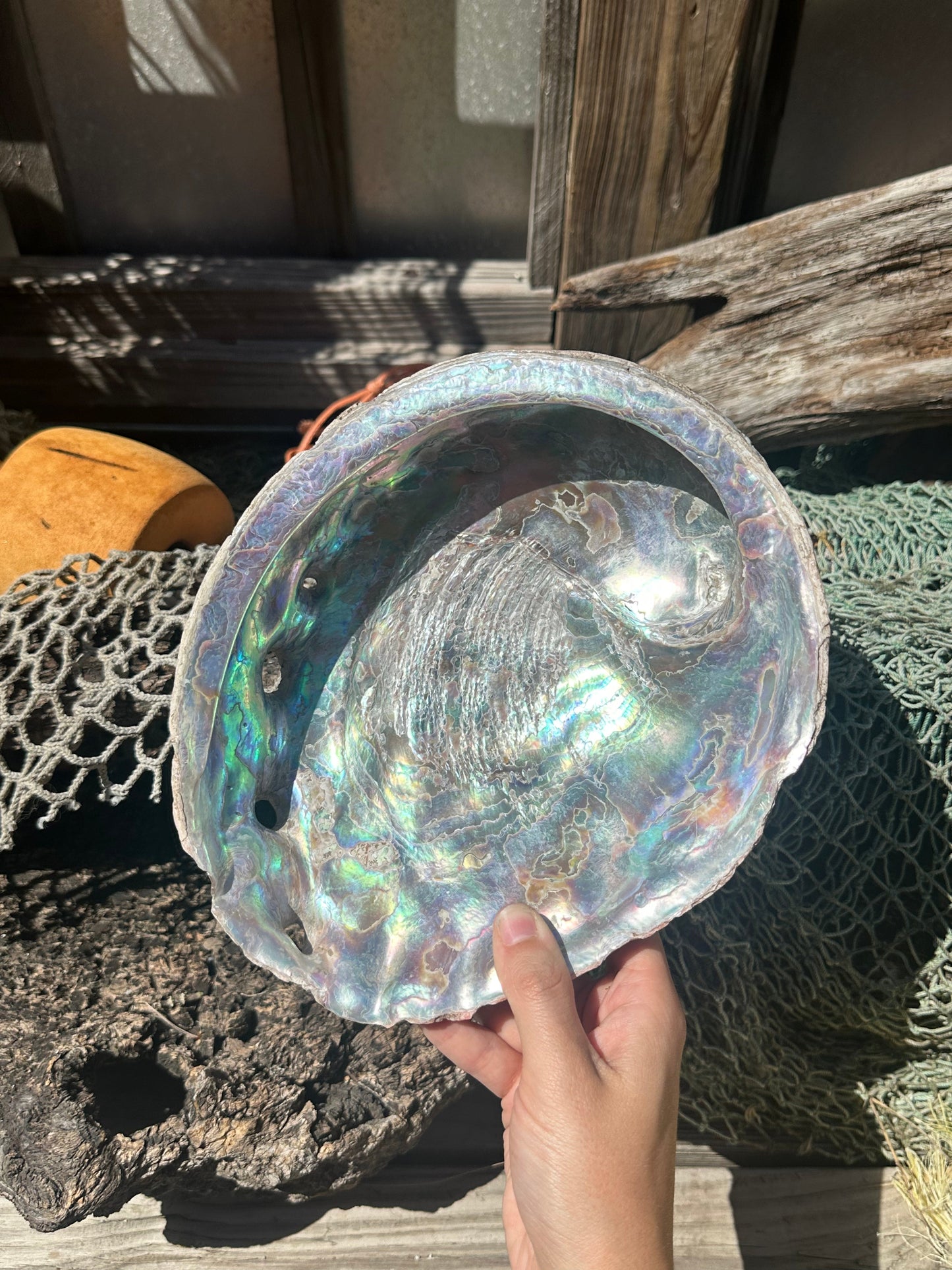 Raw Pink Abalone Shell with Barnacle Growth– Haliotis corrugata, 9"