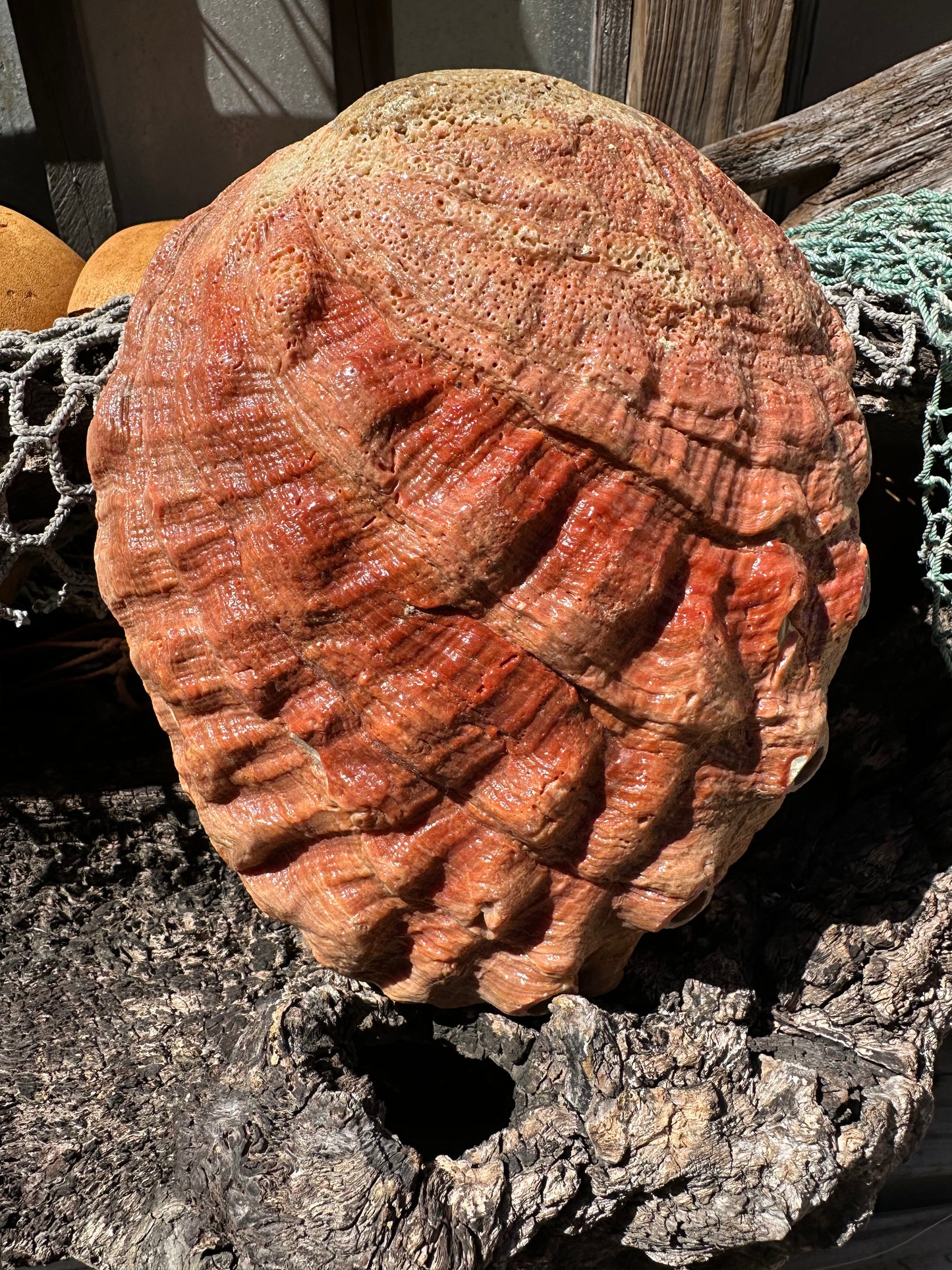 Sealed Red Abalone Shell – Haliotis rufescens, 8.25"