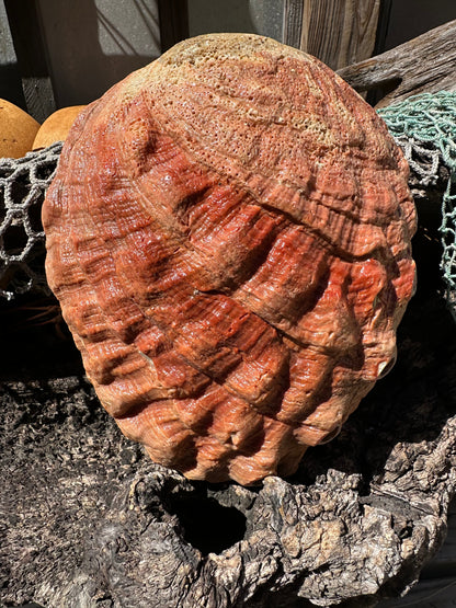 Sealed Red Abalone Shell – Haliotis rufescens, 8.25"
