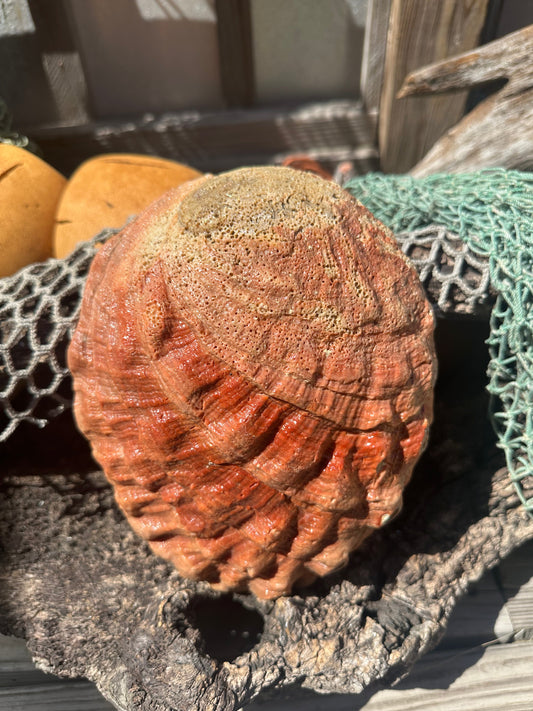 Sealed Red Abalone Shell – Haliotis rufescens, 8.25"
