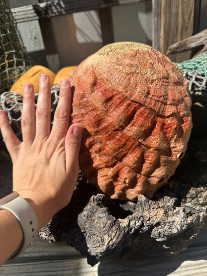 Sealed Red Abalone Shell – Haliotis rufescens, 8.25"