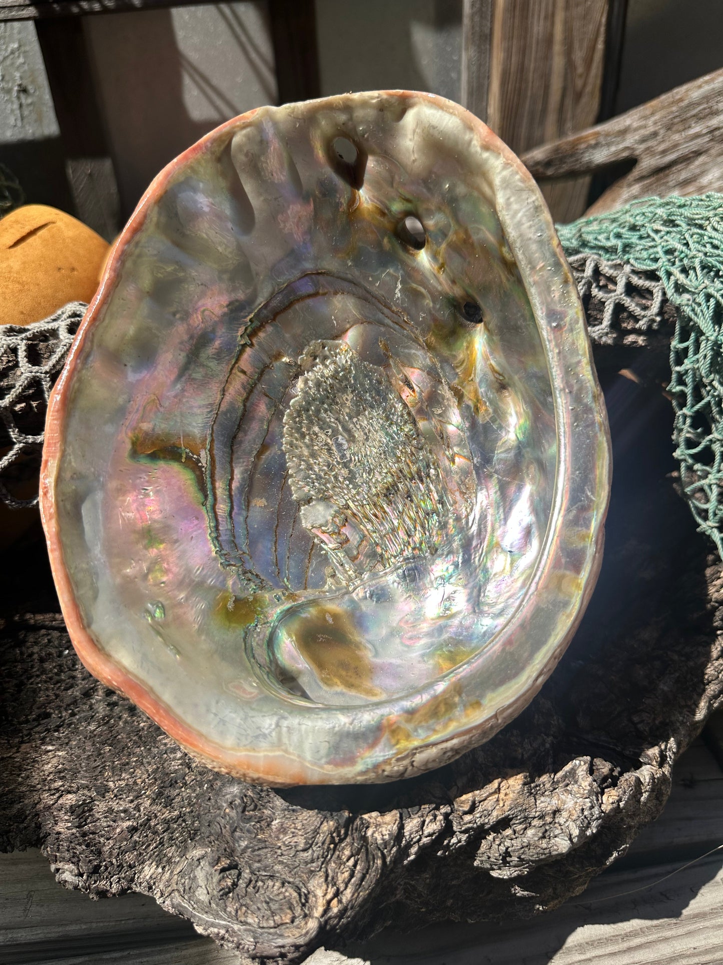 Sealed Red Abalone Shell – Haliotis rufescens, 8.25"