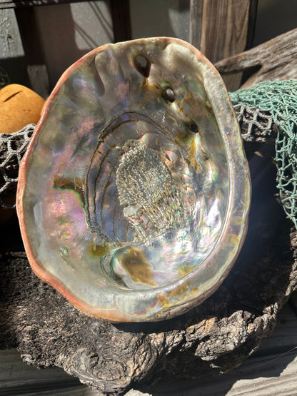 Sealed Red Abalone Shell – Haliotis rufescens, 8.25"