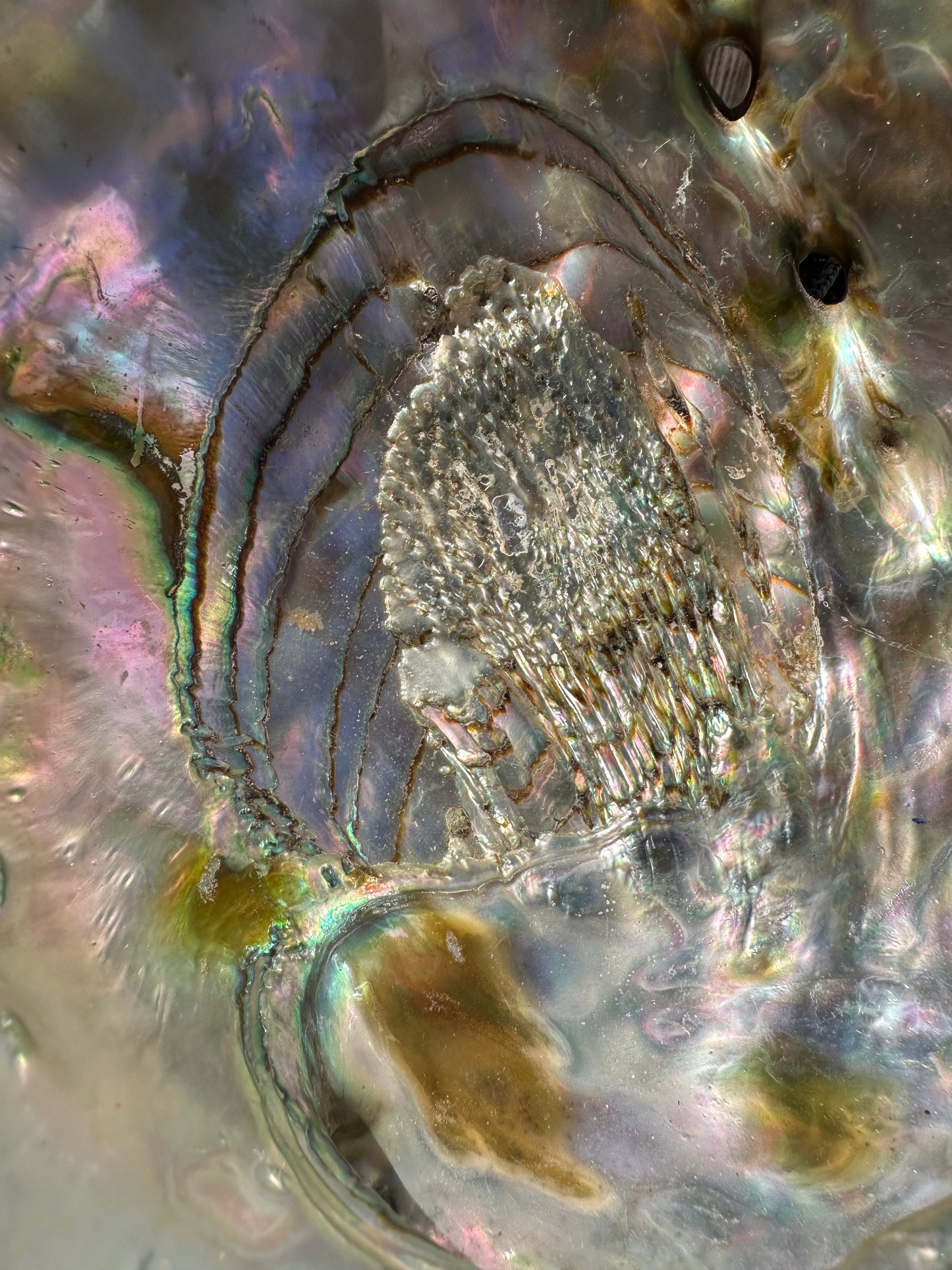 Sealed Red Abalone Shell – Haliotis rufescens, 8.25"