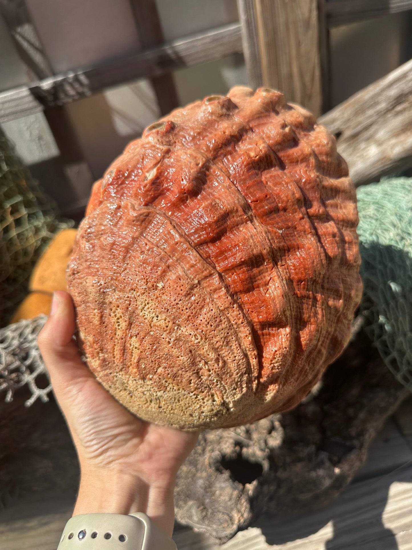 Sealed Red Abalone Shell – Haliotis rufescens, 8.25"
