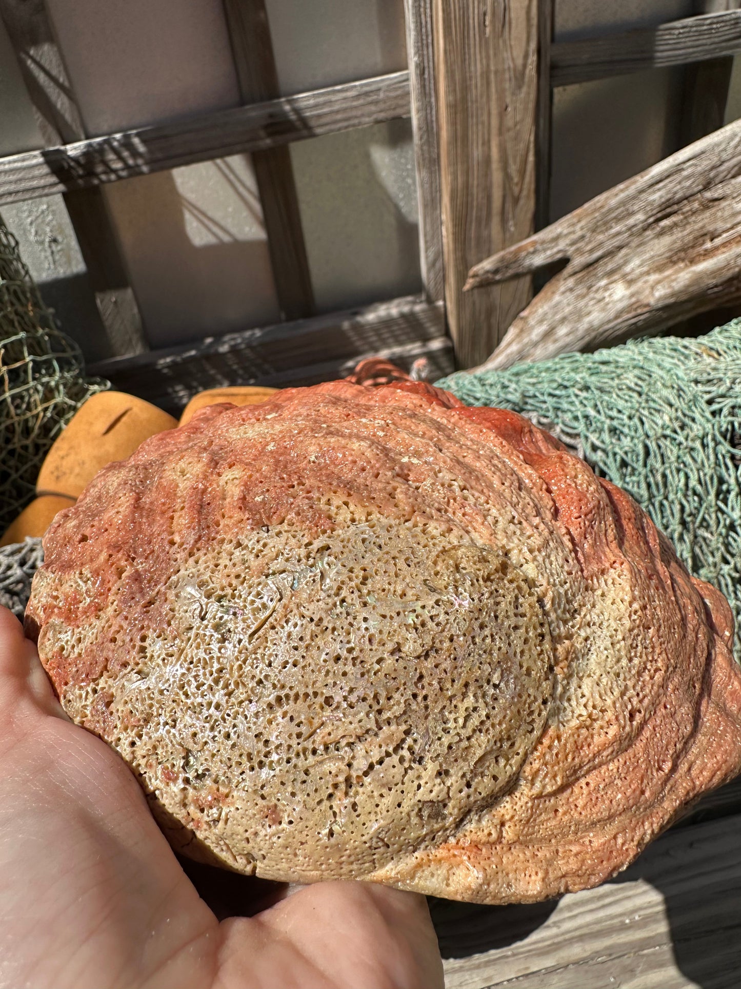 Sealed Red Abalone Shell – Haliotis rufescens, 8.25"