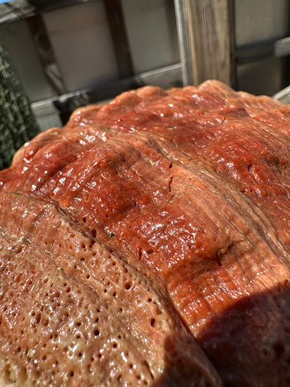 Sealed Red Abalone Shell – Haliotis rufescens, 8.25"