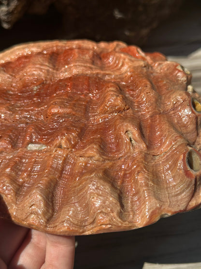 Sealed Red Abalone Shell – Haliotis rufescens, 8.25"