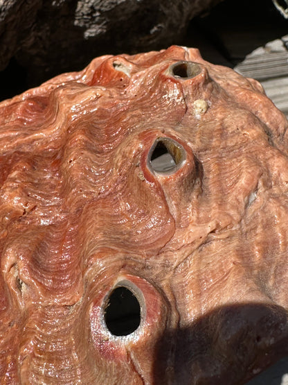 Sealed Red Abalone Shell – Haliotis rufescens, 8.25"